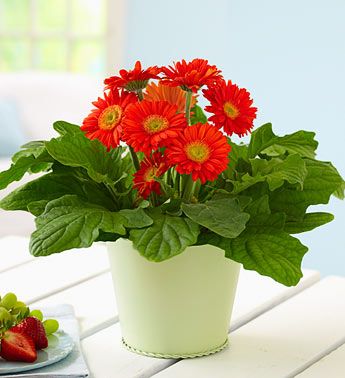 Chậu hoa đồng tiền lùn trang trí